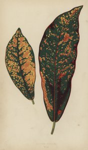Croton Pictum - English School